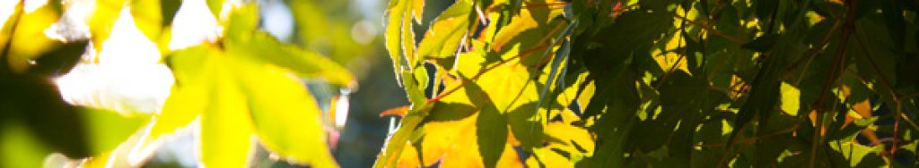 Herbstsonne img